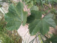 Malva multiflora