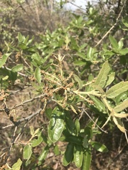 Quercus microphylla