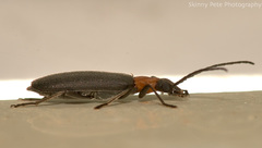 Oxycopis