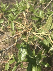 Quercus microphylla