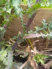 Sonchus asper asper