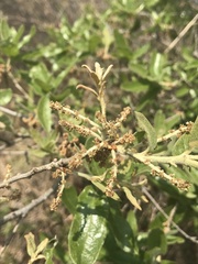 Quercus microphylla