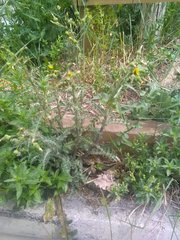 Sonchus asper asper
