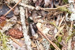 Selatosomus aeneus