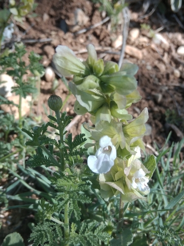 Image of Salvia absconditiflora by (c) Ben Costamagna, some rights reserved (CC BY)