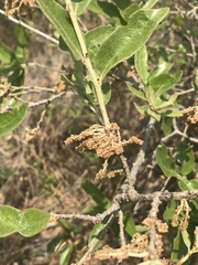 Quercus microphylla