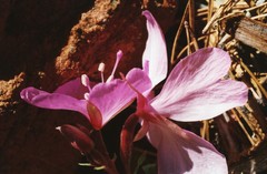 Epilobium rigidum