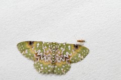 Eucyclodes aphrodite