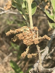 Quercus microphylla