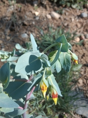 Cerinthe minor