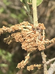 Quercus microphylla