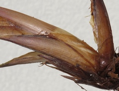 Carex randalpina
