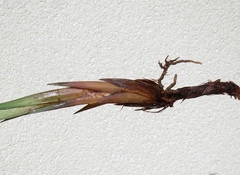 Carex randalpina