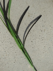 Carex randalpina
