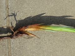 Carex randalpina