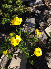 Ranunculus adoneus