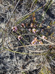 Erica petraea