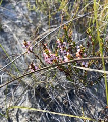 Erica petraea