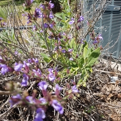 Salvia officinalis