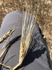 Triticum aestivum