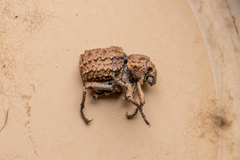 Brachycerus muricatus