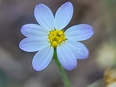 Chaetopappa bellidifolia