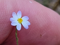 Chaetopappa bellidifolia