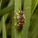 Six-banded Nomad Bee - Photo (c) Quentin Gaillard, some rights reserved (CC BY-NC), uploaded by Quentin Gaillard