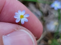 Chaetopappa bellidifolia