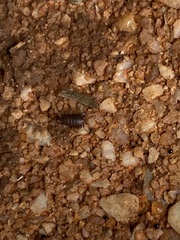 Myrmecophilus pergandei
