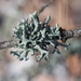 Hypogymnia tubulosa - Photo (c) Bob  Danley,  זכויות יוצרים חלקיות (CC BY-NC)
