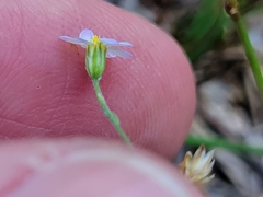Chaetopappa bellidifolia