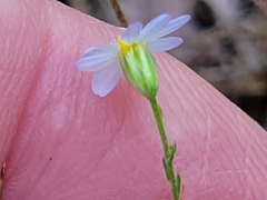 Chaetopappa bellidifolia