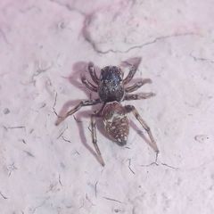 Heliophanus patagiatus