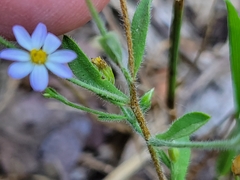 Chaetopappa bellidifolia
