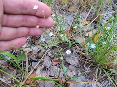 Chaetopappa bellidifolia