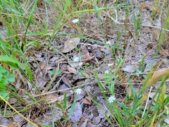 Chaetopappa bellidifolia