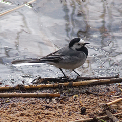 Motacilla alba