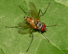Cholomyia inaequipes