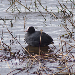 Fulica atra