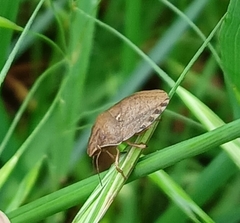 Eurygaster testudinaria