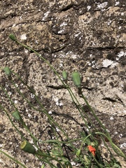 Papaver dubium