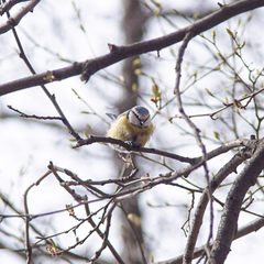 Cyanistes caeruleus