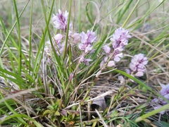 Polygala calcarea