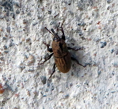 Sphenophorus compressirostris