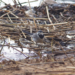 Motacilla alba