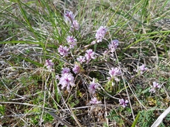 Polygala calcarea