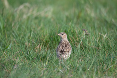 Alauda arvensis