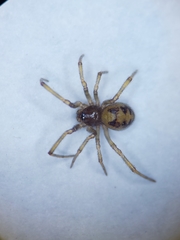 Steatoda triangulosa