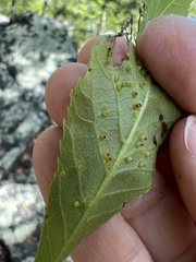 Caryomyia striolata